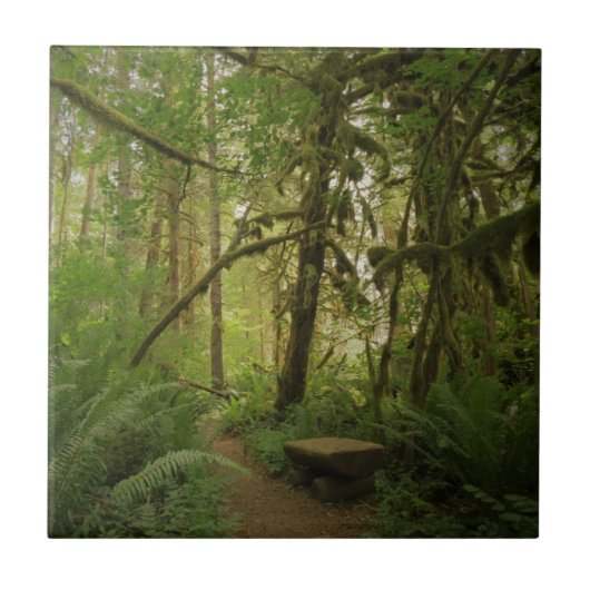 Peaceful Green Forest Trail in Washington Tegeltje (Voorkant)