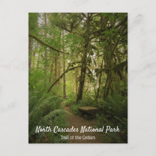 Peaceful Green Forest Trail Washington Briefkaart