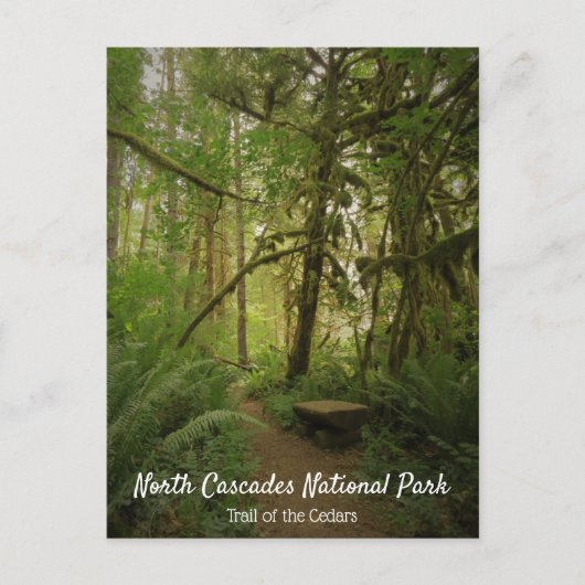 Peaceful Green Forest Trail Washington Briefkaart (Voorkant)