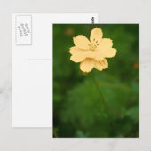 Peaceful Harmony Briefkaart (Voorkant / Achterkant)