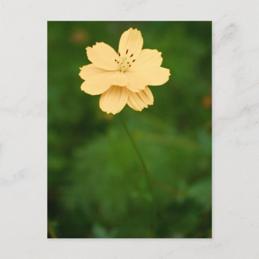 Peaceful Harmony Briefkaart (Voorkant)