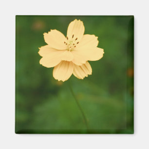 Peaceful Harmony Magneet