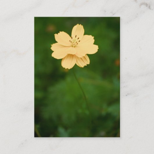 Peaceful Harmony Mini Print Visitekaartje (Voorkant)
