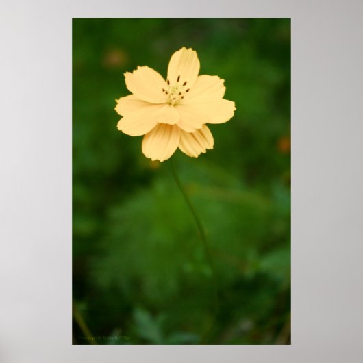 Peaceful Harmony Poster (Voorkant)