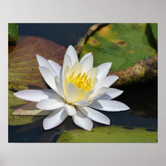 Peaceful Lotus voor een ruimte die Zen nodig heeft Poster