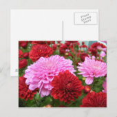 Peaceful Morning Glory Briefkaart (Voorkant / Achterkant)