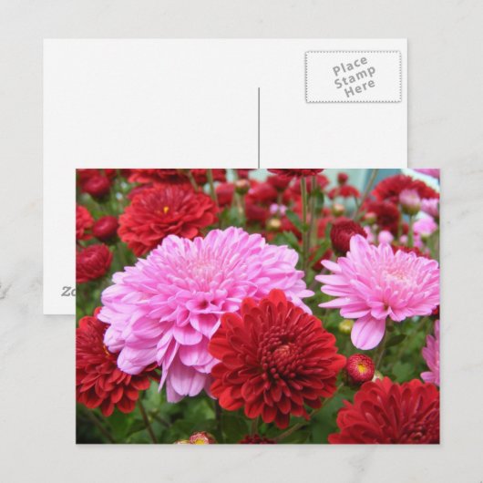 Peaceful Morning Glory Briefkaart (Voorkant / Achterkant)