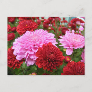 Peaceful Morning Glory Briefkaart