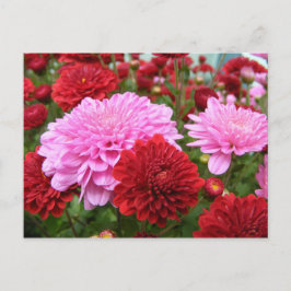 Peaceful Morning Glory Briefkaart