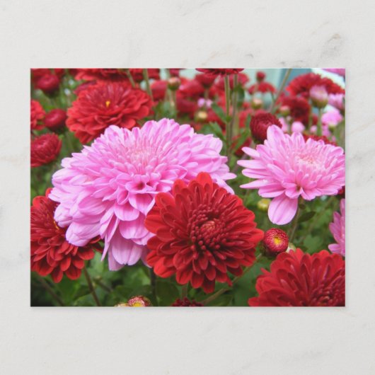 Peaceful Morning Glory Briefkaart (Voorkant)