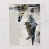 Peaceful Mourning Doves in Mid Flight Briefkaart (Voorkant)