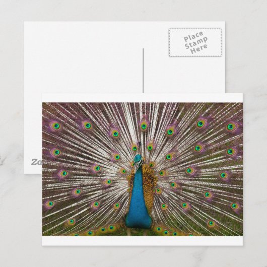 Peaceful Peacock Briefkaart (Voorkant / Achterkant)