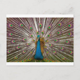Peaceful Peacock Briefkaart