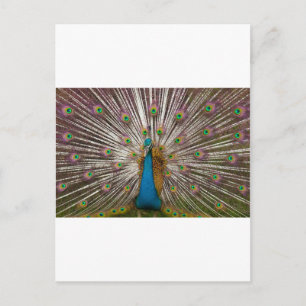 Peaceful Peacock Briefkaart