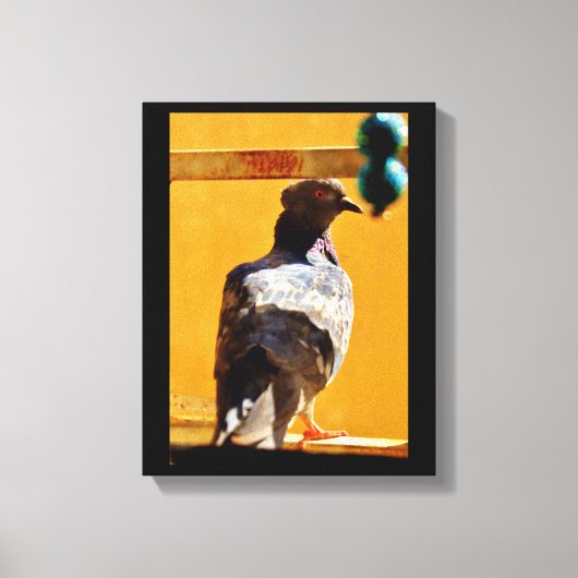 Peaceful Pigeon Canvas Afdruk (Voorkant)