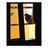 Peaceful Pigeon Foto Afdruk (Voorkant)