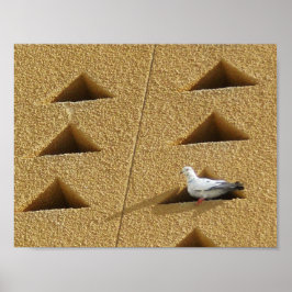 Peaceful Pigeon Poster