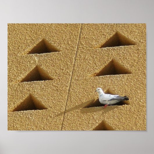Peaceful Pigeon Poster (Voorkant)