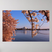 Peaceful Pink Cherry Blossom in DC Poster (Voorkant)