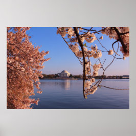 Peaceful Pink Cherry Blossom in DC Poster
