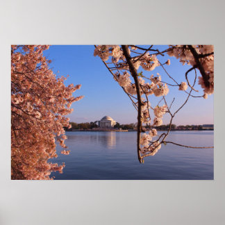 Peaceful Pink Cherry Blossom in DC Poster