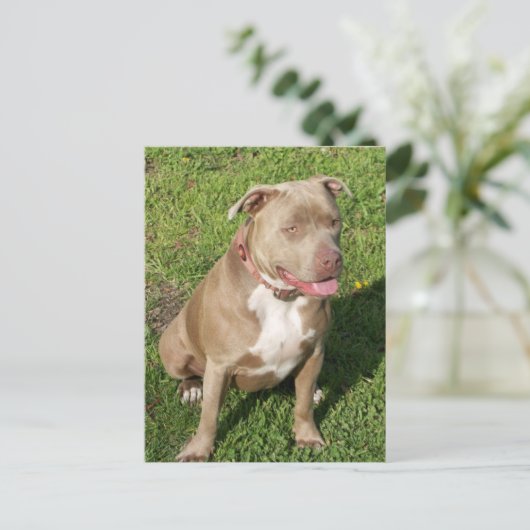 Peaceful Pitbull Briefkaart (Staand voorkant)