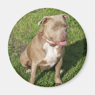 Peaceful Pitbull Magneet