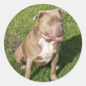 Peaceful Pitbull Ronde Sticker (Voorkant)