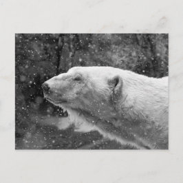 Peaceful Polar Beer Briefkaart