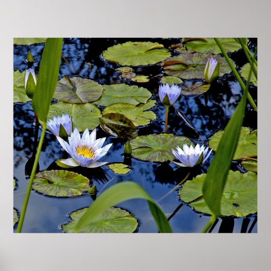 Peaceful Pond Poster (Voorkant)