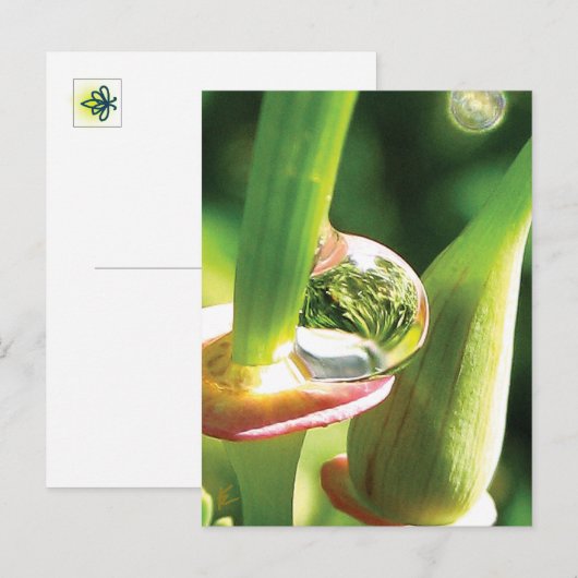 Peaceful Red and Green Flower with Dew Briefkaart (Voorkant / Achterkant)