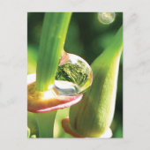 Peaceful Red and Green Flower with Dew Briefkaart (Voorkant)