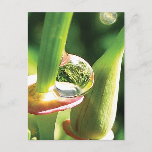 Peaceful Red and Green Flower with Dew Briefkaart (Voorkant)