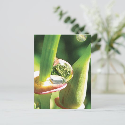 Peaceful Red and Green Flower with Dew Briefkaart (Staand voorkant)