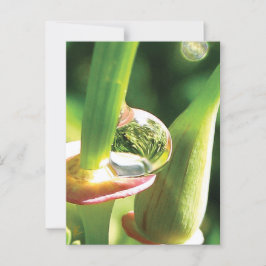 Peaceful Red and Green Flower with Dew Briefkaart