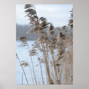 Peaceful Schilderachtig Winter Lake Grass Foto Poster