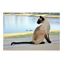 Peaceful Siamese Cat Painting
