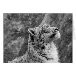 Peaceful Snow Leopard