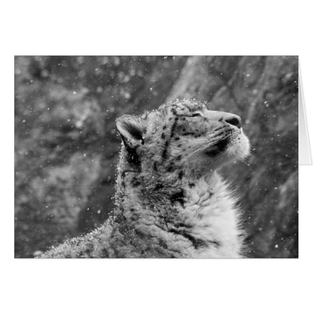 Peaceful Snow Leopard (Voorkant Horizontaal)