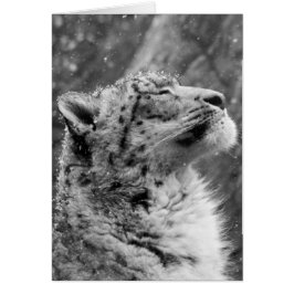 Peaceful Snow Leopard