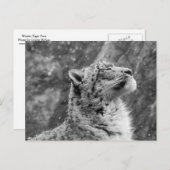 Peaceful Snow Leopard Briefkaart (Voorkant / Achterkant)