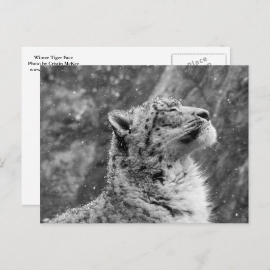 Peaceful Snow Leopard Briefkaart (Voorkant / Achterkant)