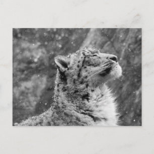 Peaceful Snow Leopard Briefkaart