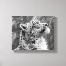 Peaceful Snow Leopard