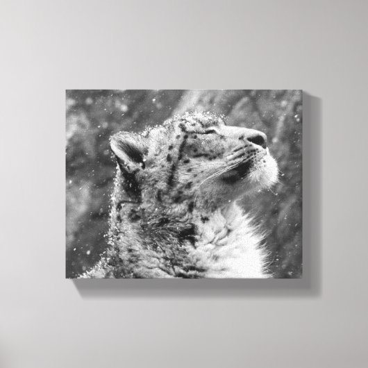 Peaceful Snow Leopard Canvas Afdruk (Voorkant)