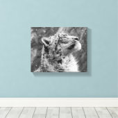 Peaceful Snow Leopard Canvas Afdruk (Insitu (Houten vloer))