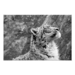 Peaceful Snow Leopard Foto Afdruk