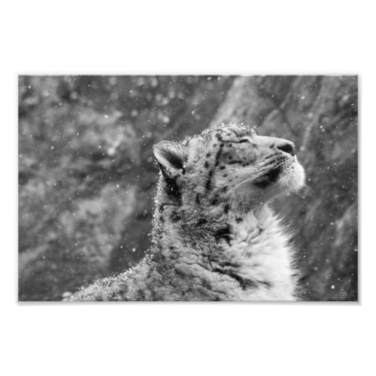 Peaceful Snow Leopard Foto Afdruk (Voorkant)
