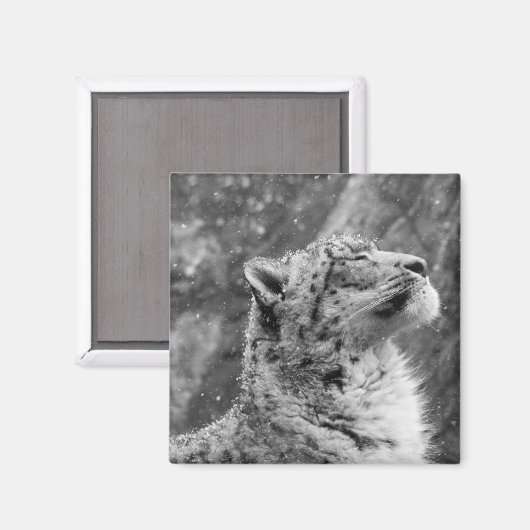 Peaceful Snow Leopard Magneet (Voorkant / Achterkant)