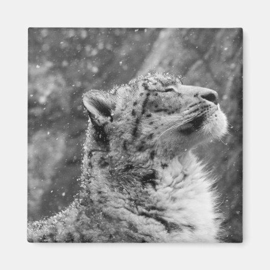 Peaceful Snow Leopard Magneet (Voorkant)